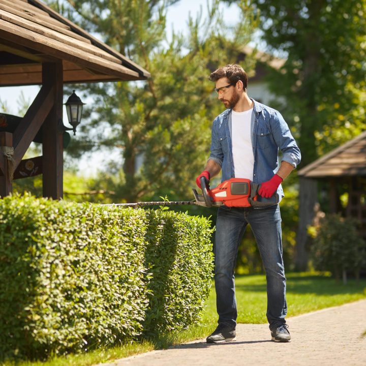 Caucasian male gardener shaping overgrown boxwood bush by hedge trimmer in garden. Caucasian male gardener shaping overgrown boxwood bush by hedge trimmer in garden. Front view of handyman using electric branch lopper for seasonal work in summer. Concept of seasonal work.
